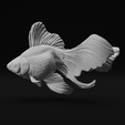 11.png Ryukin Fancy Goldfish - Realistic Fish Pet
