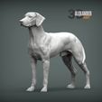 rhodesian-ridgeback-1.jpg Rhodesian ridgeback 3D print model