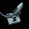 zander-trophy-50.png zander / pikeperch / Sander lucioperca fish in motion trophy statue detailed texture for 3d printing