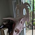 lokiceratops-model.jpg Lokiceratops rangiformis skull