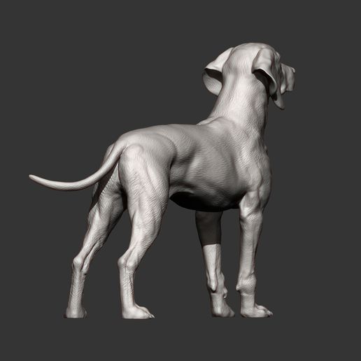 Hungarian-vizsla8.jpg Vizsla hongrois Chien d'arrêt hongrois Modèle imprimé en 3D