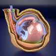 file-24.jpg testis with covering layers 3D model