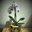 IMG_2511.jpg Special Orchid Modulable #1 life symbols