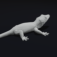 23.png Gargoyle Gecko Pet Reptile