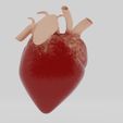 Corazon3C.jpg Human Heart model