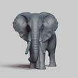 R01.jpg african elephant pose 03