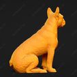 2389-Boston_Terrier_Pose_05.jpg Boston Terrier Dog 3D Print Model Pose 05