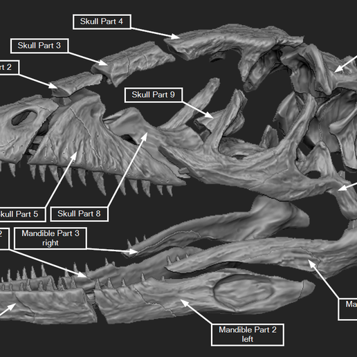 7.png Download OBJ file Deinonychus Skull • 3D print design, arric