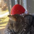 IMG_2302.jpeg Santa Cat Hat 🎅