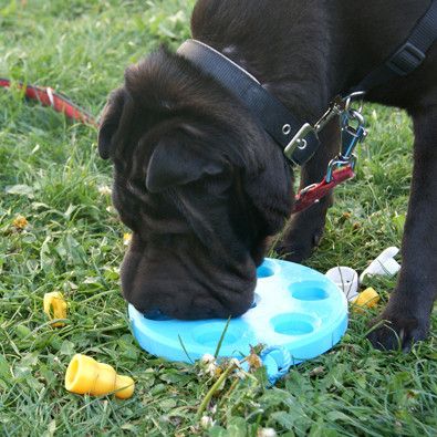 Dog's game