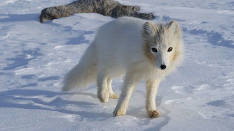 renard-hiver.jpg Fox