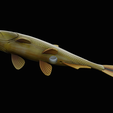 golden-dorado-statue-box-1-23.png fish golden dorado / Salminus brasiliensis with storage space / for 3d printing