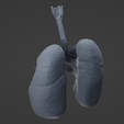 L7.png Archivo STL Sistema respiratorio・Modelo imprimible en 3D para descargar