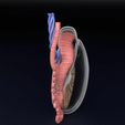 testis-anatomy-histology-3d-model-blend-24.jpg testis anatomy histology 3D model