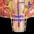 centralnervoussystemcortexlimbicbasalgangliastemcerebel3dmodelblend21.jpg Central nervous system cortex limbic basal ganglia stem cerebel 3D model