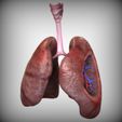 Front_View.jpg Archivo STL Sistema respiratorio・Modelo imprimible en 3D para descargar