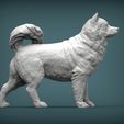 Alaskan-Malamute3.jpg 3D-Datei Alaskan Malamute 3D-Druck Modell・Modell für 3D-Drucker zum Herunterladen