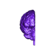 OBJ - brain.obj 3D Model of Human Brain - Right Hemisphere