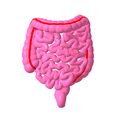 1.png Lower gastrointestinal tract segmented