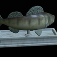 zander-statue-4-mouth-open-10.png fish zander / pikeperch / Sander lucioperca open mouth statue detailed texture for 3d printing