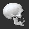 4.jpg Skull Anatomy  3D print model