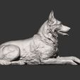 German-Shepherd13.jpg German Shepherd 3D print model