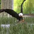 0_00031.png Eagle Eagle - DOWNLOAD Eagle 3d Model - Animated for Blender-Fbx-Unity-Maya-Unreal-C4d-3ds Max - 3D Printing Eagle Eagle BIRD - DINOSAUR - POKÉMON - PREDATOR - SKY - MONSTER