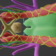 EYE-ANATOMY-14.png 34 PARTS COMPLETE EYE ANATOMY WITH BRAIN, SKULL, NERVES, ARTERIES, VEINS