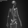 Female-Human-Skeleton-3D-Model-sculpted-by-Yacine-BRINIS-025.jpg Highly Detailed Human Skeleton (Female)