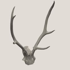 agancs1.jpg Antler of a deer 3D SCAN 3D print model