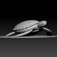 ZBr111111111.jpg Turtle