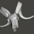 ram-skull2.jpg Ram skull, head, cranium