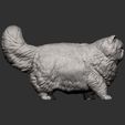Persian-cat7.jpg Persian cat 3D print model