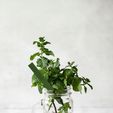 SITUATION-PIC-A-MENTHE-3.jpg Mint" plant marker - 3D STL file for printing | Aromatic picks | Indoor garden & kitchen garden