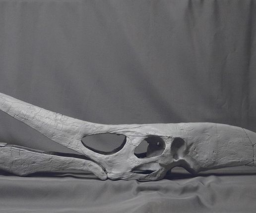 Pteranodon03.jpg Crâne fossile de Ptéranodon taille réelle