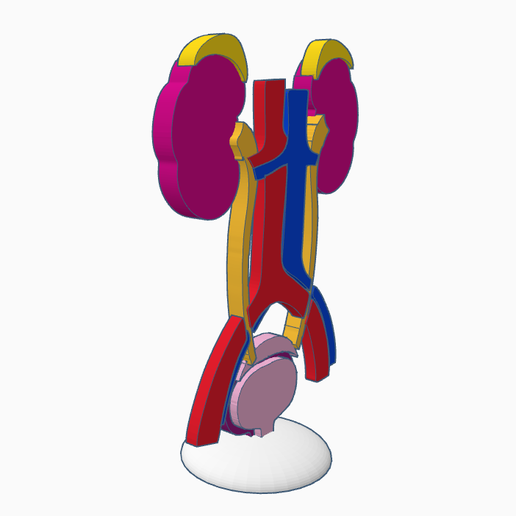 urinary-system1.png Urinary System
