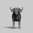 R01.jpg african buffalo pose 03