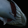 coalfish-open-mouth-statue-box-37.png COALFISH / POLLACHIUS VIRENS trophy with storage space for 3d printing