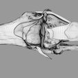 file-6.jpg Knee joint cut open detail labelled 3D model
