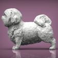 British-Shih-Tzu3.jpg British Shih Tzu 3D print model