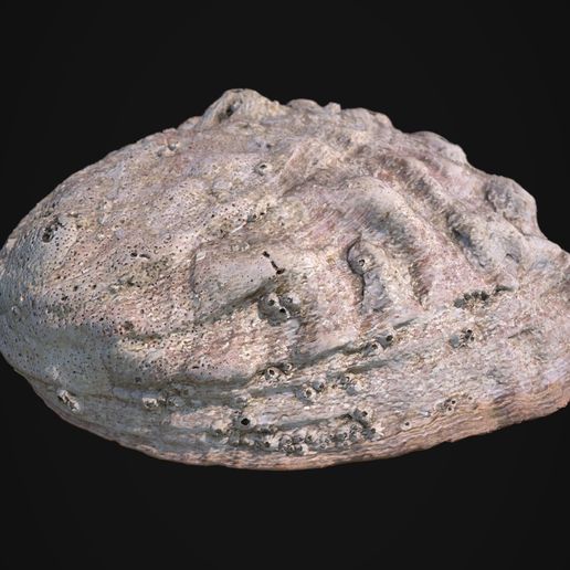 iRay-02.jpg Concha de abulón para impresión 3D