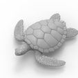 untitled.45.jpg Sea turtle