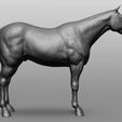 5.jpg Horse Breeds Collection