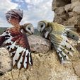 IMG_8874.jpg Barn Owl (Tyto alba)