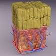 st2.jpg epithelial cells types collection 3D