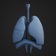 LD_1.png Lungs and Diaphragm