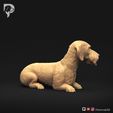 Dachshund-Wire-Haired-Pose-09-Dog-3D-Print-3s.jpeg Dachshund Wire Haired Pose 09