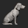 beagle14.jpg 3D-Datei Beagle 3D-Druckmodell・3D-druckbares Modell zum herunterladen