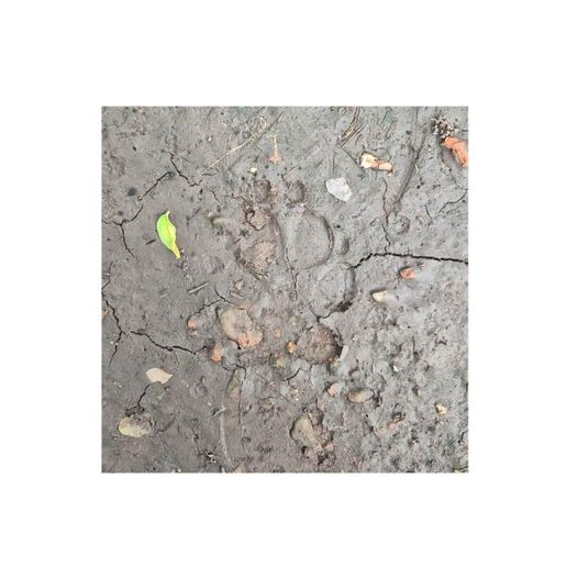 DOG-03.jpg DOG footprint maker