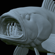 Bass-stocenej-28.png fish bass trophy statue detailed texture for 3d printing